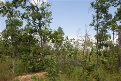 property photo for Borgmanns Hollow Phase I Tract 19, 7.89 acres for sale in Shannon County, Missouri