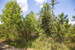 property photo for Borgmanns Hollow Phase I Tract 19, 7.89 acres for sale in Shannon County, Missouri