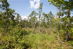 property photo for Borgmanns Hollow Phase I Tract 19, 7.89 acres for sale in Shannon County, Missouri