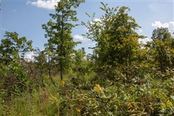 property photo for Borgmanns Hollow Phase I Tract 19, 7.89 acres for sale in Shannon County, Missouri