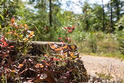 property photo for Borgmanns Hollow Phase I Tract 20, 10.88 acres for sale in Shannon County, Missouri