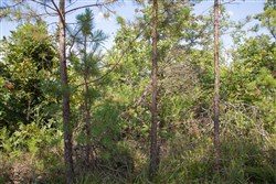 property photo for Borgmanns Hollow Phase I Tract 20, 10.88 acres for sale in Shannon County, Missouri