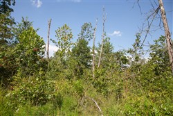 property photo for Borgmanns Hollow Phase I Tract 20, 10.88 acres for sale in Shannon County, Missouri