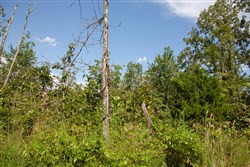 property photo for Borgmanns Hollow Phase I Tract 20, 10.88 acres for sale in Shannon County, Missouri