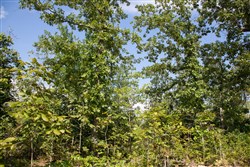 property photo for Borgmanns Hollow Phase I Tract 20, 10.88 acres for sale in Shannon County, Missouri