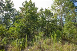 property photo for Borgmanns Hollow Phase I Tract 21, 5.36 acres for sale in Shannon County, Missouri