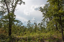 property photo for Borgmanns Hollow Phase I Tract 21, 5.36 acres for sale in Shannon County, Missouri