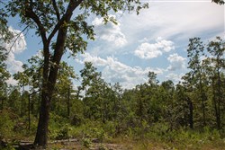property photo for Borgmanns Hollow Phase I Tract 21, 5.36 acres for sale in Shannon County, Missouri