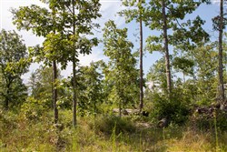 property photo for Borgmanns Hollow Phase I Tract 21, 5.36 acres for sale in Shannon County, Missouri