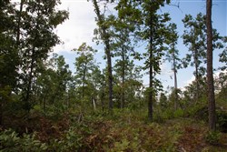 property photo for Borgmanns Hollow Phase I Tract 22, 6.66 acres for sale in Shannon County, Missouri