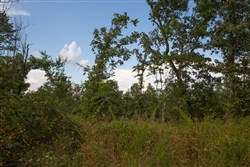 property photo for Borgmanns Hollow Phase I Tract 22, 6.66 acres for sale in Shannon County, Missouri