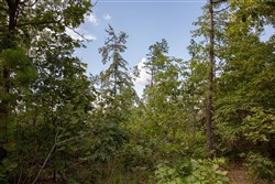 property photo for Borgmanns Hollow Phase I Tract 22, 6.66 acres for sale in Shannon County, Missouri