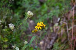 property photo for Borgmanns Hollow Phase I Tract 22, 6.66 acres for sale in Shannon County, Missouri