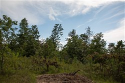 property photo for Borgmanns Hollow Phase I Tract 23, 5.32 acres for sale in Shannon County, Missouri
