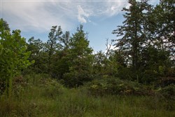 property photo for Borgmanns Hollow Phase I Tract 23, 5.32 acres for sale in Shannon County, Missouri