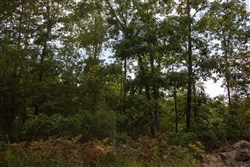 property photo for Borgmanns Hollow Phase I Tract 23, 5.32 acres for sale in Shannon County, Missouri