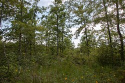 property photo for Borgmanns Hollow Phase I Tract 23, 5.32 acres for sale in Shannon County, Missouri