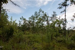 property photo for Borgmanns Hollow Phase I Tract 23, 5.32 acres for sale in Shannon County, Missouri