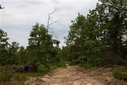 property photo for Borgmanns Hollow Phase I Tract 24, 7.59 acres for sale in Shannon County, Missouri