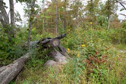 property photo for Borgmanns Hollow Phase I Tract 24, 7.59 acres for sale in Shannon County, Missouri