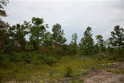 property photo for Borgmanns Hollow Phase I Tract 24, 7.59 acres for sale in Shannon County, Missouri