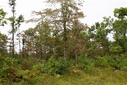 property photo for Borgmanns Hollow Phase I Tract 24, 7.59 acres for sale in Shannon County, Missouri