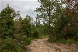 property photo for Borgmanns Hollow Phase I Tract 25, 13.1 acres for sale in Shannon County, Missouri