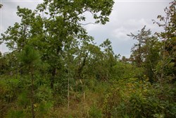 property photo for Borgmanns Hollow Phase I Tract 25, 13.1 acres for sale in Shannon County, Missouri