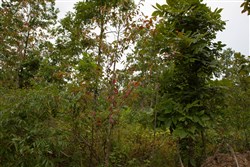 property photo for Borgmanns Hollow Phase I Tract 25, 13.1 acres for sale in Shannon County, Missouri
