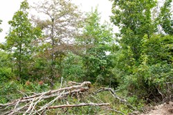 property photo for Borgmanns Hollow Phase I Tract 25, 13.1 acres for sale in Shannon County, Missouri