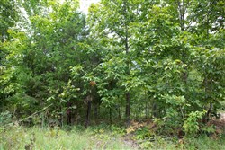 property photo for Borgmanns Hollow Phase I Tract 25, 13.1 acres for sale in Shannon County, Missouri