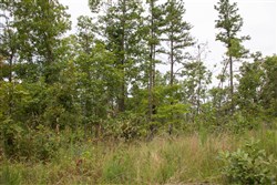 property photo for Borgmanns Hollow Phase I Tract 25, 13.1 acres for sale in Shannon County, Missouri