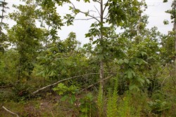 property photo for Borgmanns Hollow Phase I Tract 26, 12.74 acres for sale in Shannon County, Missouri