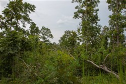 property photo for Borgmanns Hollow Phase I Tract 26, 12.74 acres for sale in Shannon County, Missouri