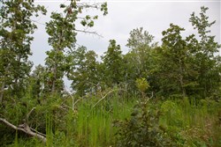 property photo for Borgmanns Hollow Phase I Tract 26, 12.74 acres for sale in Shannon County, Missouri