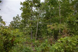 property photo for Borgmanns Hollow Phase I Tract 26, 12.74 acres for sale in Shannon County, Missouri