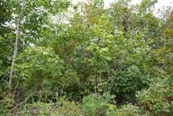 property photo for Borgmanns Hollow Phase I Tract 26, 12.74 acres for sale in Shannon County, Missouri