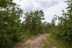 property photo for Borgmanns Hollow Phase I Tract 27, 9.25 acres for sale in Shannon County, Missouri