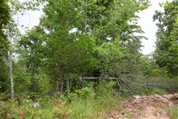 property photo for Borgmanns Hollow Phase I Tract 27, 9.25 acres for sale in Shannon County, Missouri