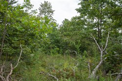 property photo for Borgmanns Hollow Phase I Tract 27, 9.25 acres for sale in Shannon County, Missouri
