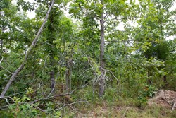 property photo for Borgmanns Hollow Phase I Tract 27, 9.25 acres for sale in Shannon County, Missouri