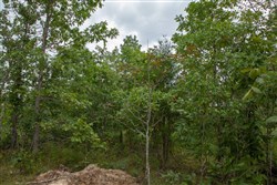 property photo for Borgmanns Hollow Phase I Tract 27, 9.25 acres for sale in Shannon County, Missouri