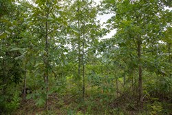 property photo for Borgmanns Hollow Phase I Tract 27, 9.25 acres for sale in Shannon County, Missouri