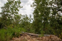 property photo for Borgmanns Hollow Phase I Tract 28, 13.17 acres for sale in Shannon County, Missouri