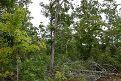 property photo for Borgmanns Hollow Phase I Tract 28, 13.17 acres for sale in Shannon County, Missouri