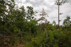 property photo for Borgmanns Hollow Phase I Tract 28, 13.17 acres for sale in Shannon County, Missouri