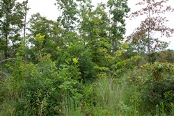 property photo for Borgmanns Hollow Phase I Tract 28, 13.17 acres for sale in Shannon County, Missouri