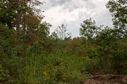 property photo for Borgmanns Hollow Phase I Tract 28, 13.17 acres for sale in Shannon County, Missouri