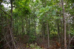 property photo for Borgmanns Hollow Phase I Tract 29, 8.43 acres for sale in Shannon County, Missouri