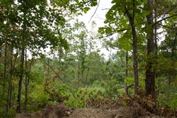 property photo for Borgmanns Hollow Phase I Tract 29, 8.43 acres for sale in Shannon County, Missouri